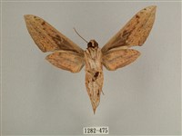 背線天蛾藏品圖，第2張