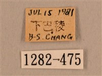 背線天蛾藏品圖，第3張