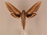 棕綠背線天蛾藏品圖，第1張