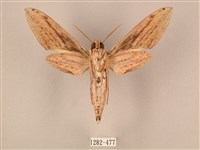 棕綠背線天蛾藏品圖，第2張