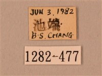 棕綠背線天蛾藏品圖，第3張