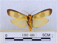 閃光苔蛾藏品圖，第2張