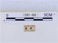 閃光苔蛾藏品圖，第3張