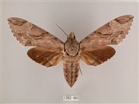 細斜紋霜天蛾藏品圖，第1張