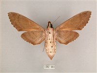 細斜紋霜天蛾藏品圖，第2張