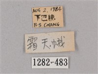 細斜紋霜天蛾藏品圖，第3張