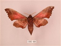 桃紅六點天蛾藏品圖，第2張