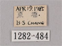 桃紅六點天蛾藏品圖，第3張