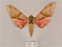 榆綠天蛾藏品圖，第1張