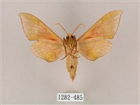 榆綠天蛾藏品圖，第2張