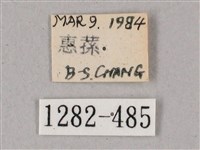 榆綠天蛾藏品圖，第3張