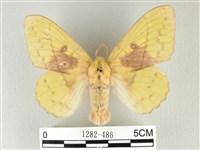 青枯葉蛾藏品圖，第1張