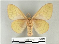 青枯葉蛾藏品圖，第2張