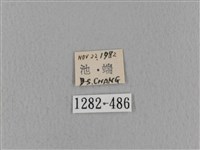 青枯葉蛾藏品圖，第3張