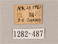 臺灣白肩天蛾藏品圖，第3張