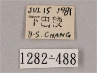 榆綠天蛾藏品圖，第3張