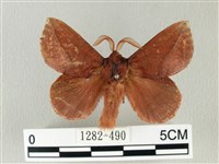 棕斜帶枯葉蛾藏品圖，第1張