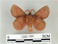 棕斜帶枯葉蛾藏品圖，第2張