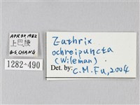 棕斜帶枯葉蛾藏品圖，第3張