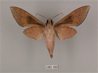 鋸線天蛾藏品圖，第2張