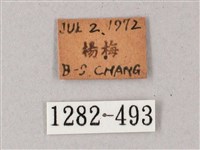 單斜紋天蛾藏品圖，第3張