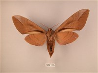 波紋豆天蛾藏品圖，第2張