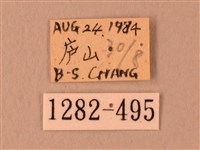 波紋豆天蛾藏品圖，第3張