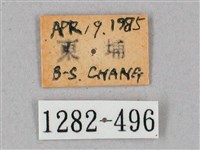 盾天蛾藏品圖，第3張