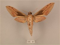 棕綠背線天蛾藏品圖，第2張