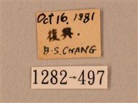 棕綠背線天蛾藏品圖，第3張