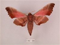 桃紅六點天蛾藏品圖，第2張