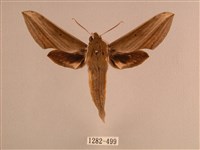 背線天蛾藏品圖，第1張