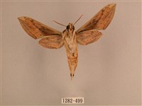 背線天蛾藏品圖，第2張