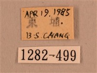 背線天蛾藏品圖，第3張