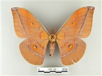 紅目天蠶蛾藏品圖，第1張