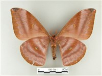 紅目天蠶蛾藏品圖，第2張