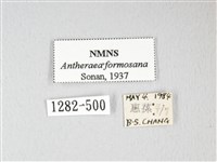 紅目天蠶蛾藏品圖，第3張