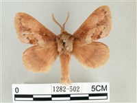 鋸紋枯葉蛾藏品圖，第1張