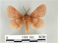 鋸紋枯葉蛾藏品圖，第2張