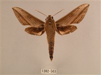 背線天蛾藏品圖，第1張