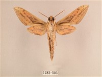 背線天蛾藏品圖，第2張