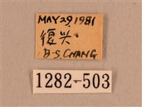 背線天蛾藏品圖，第3張