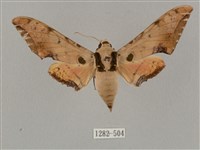 廣東鷹翅天蛾藏品圖，第1張