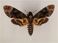 鬼臉天蛾藏品圖，第1張