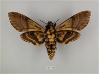 鬼臉天蛾藏品圖，第2張