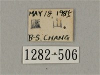 鬼臉天蛾藏品圖，第3張