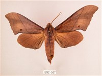 直翅六點天蛾藏品圖，第1張