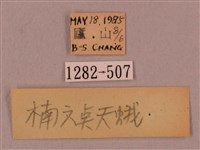 直翅六點天蛾藏品圖，第3張