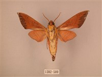 赭色斜帶天蛾藏品圖，第2張