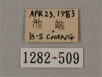 赭色斜帶天蛾藏品圖，第3張